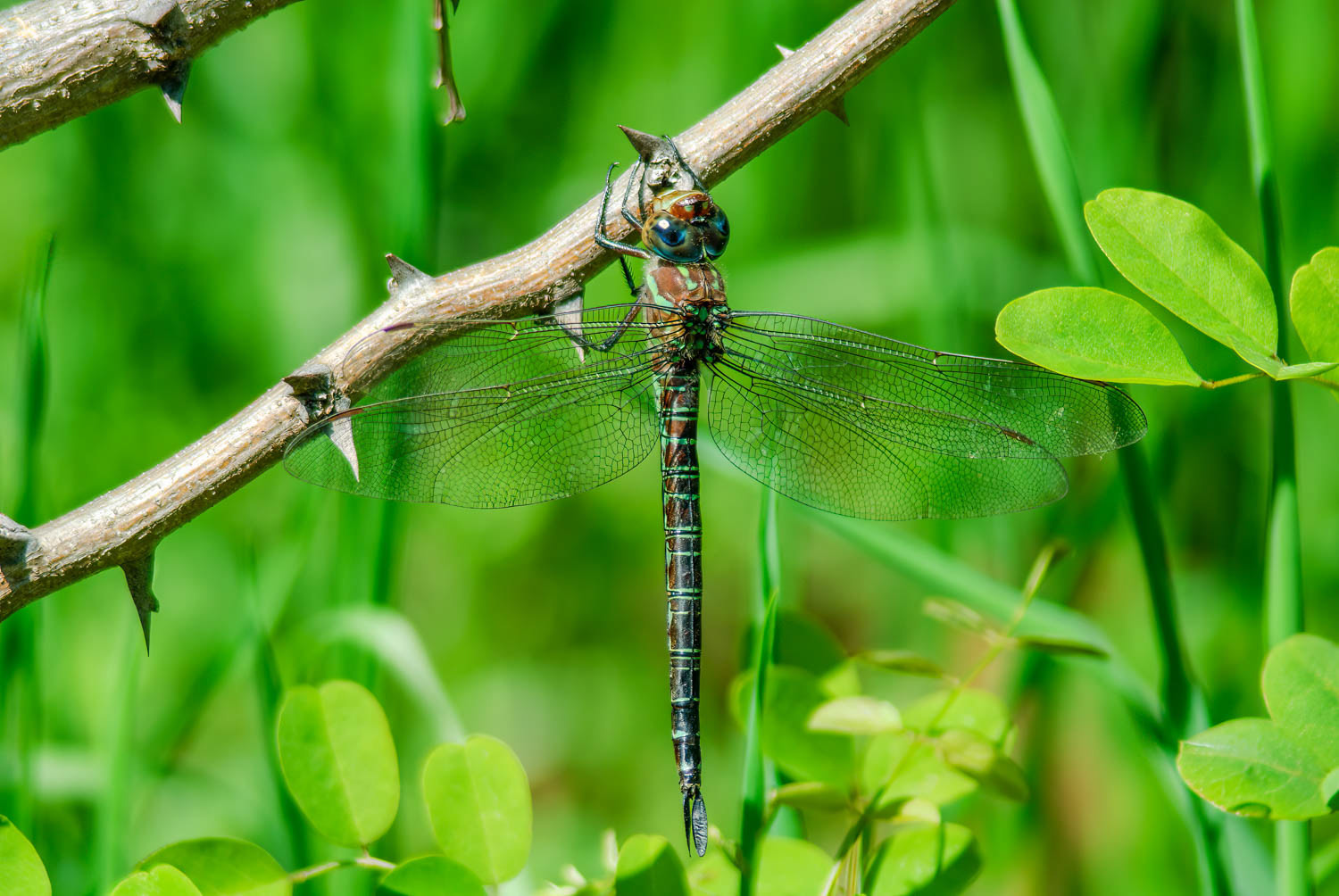 Swamp Darner (Epiaeschna heros)