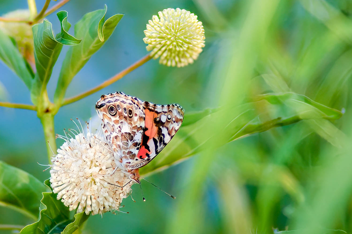 American Lady (Vanessa virginiensis)