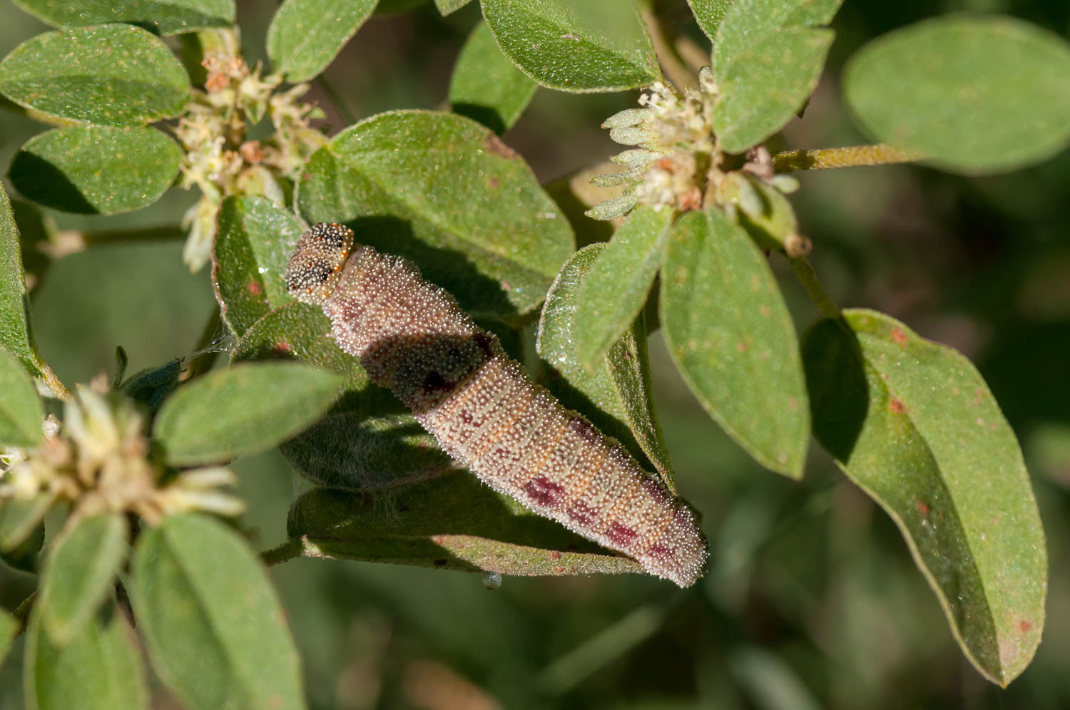 Eastern-tailed Blue Caterpillar Cupido comyntas)