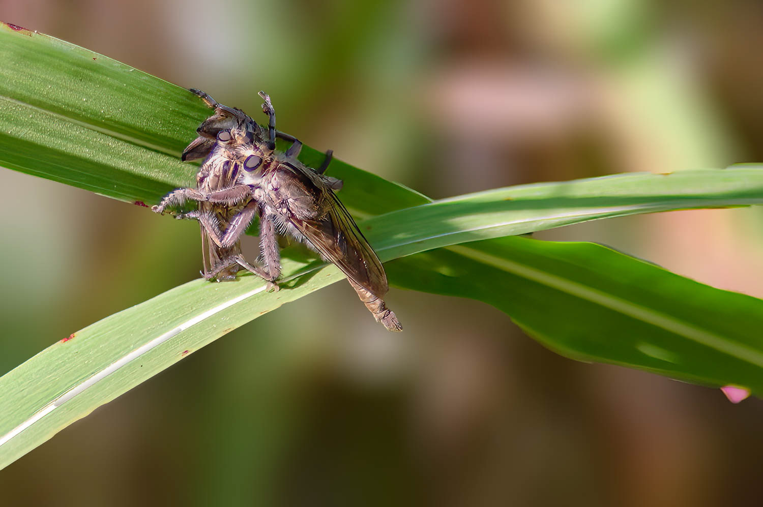 Robber Fly (Asilius sericeus)