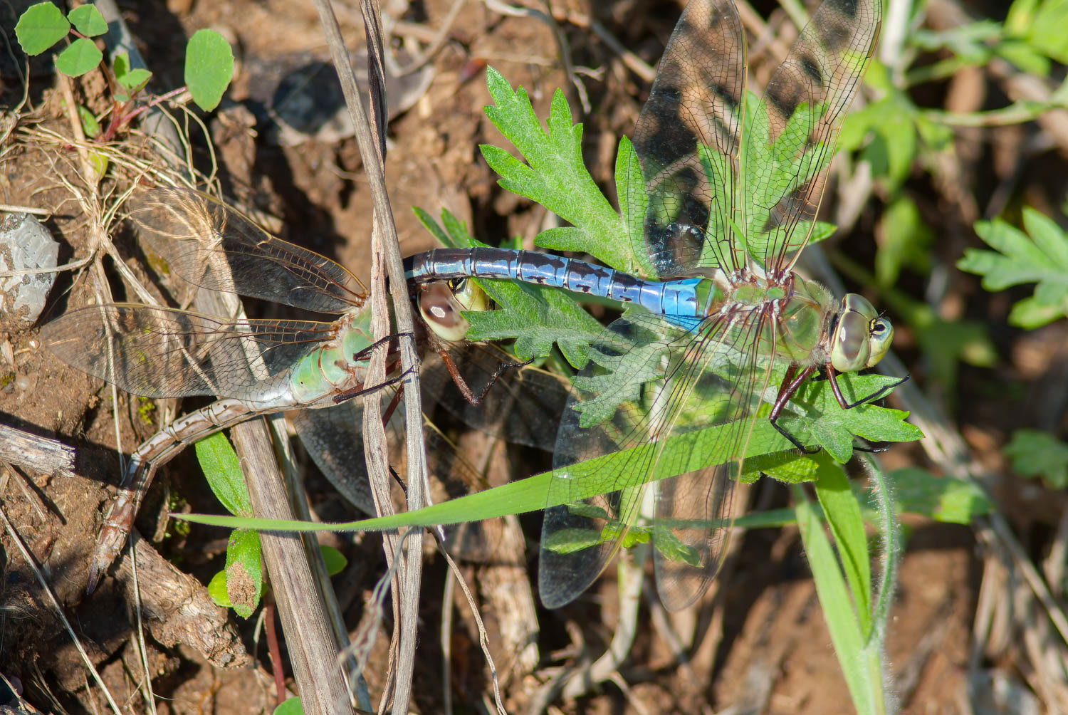 Common Green Darners (Anax junius) Breeding