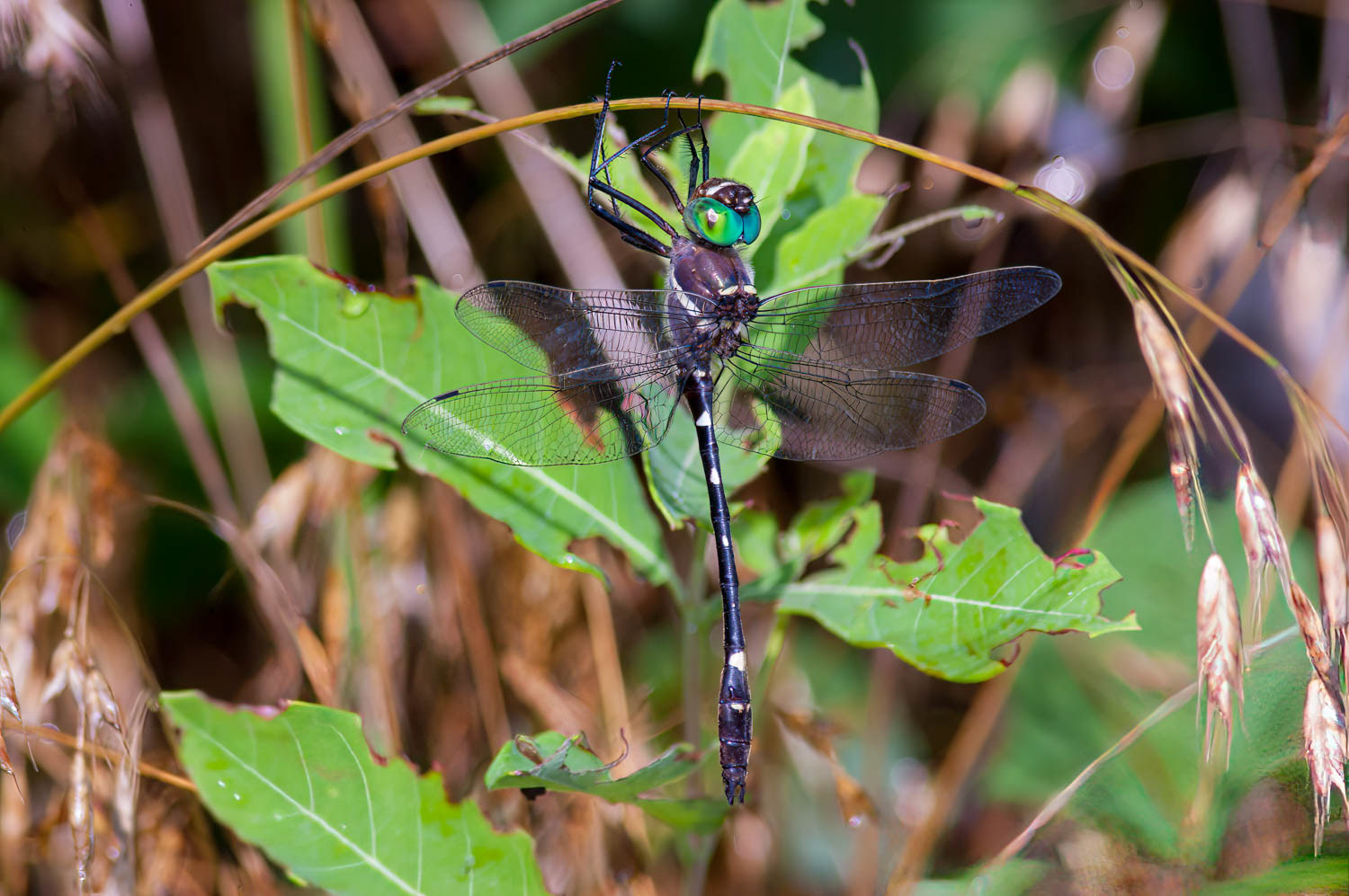Swift River Cruiser (Macromia illinoiensis)