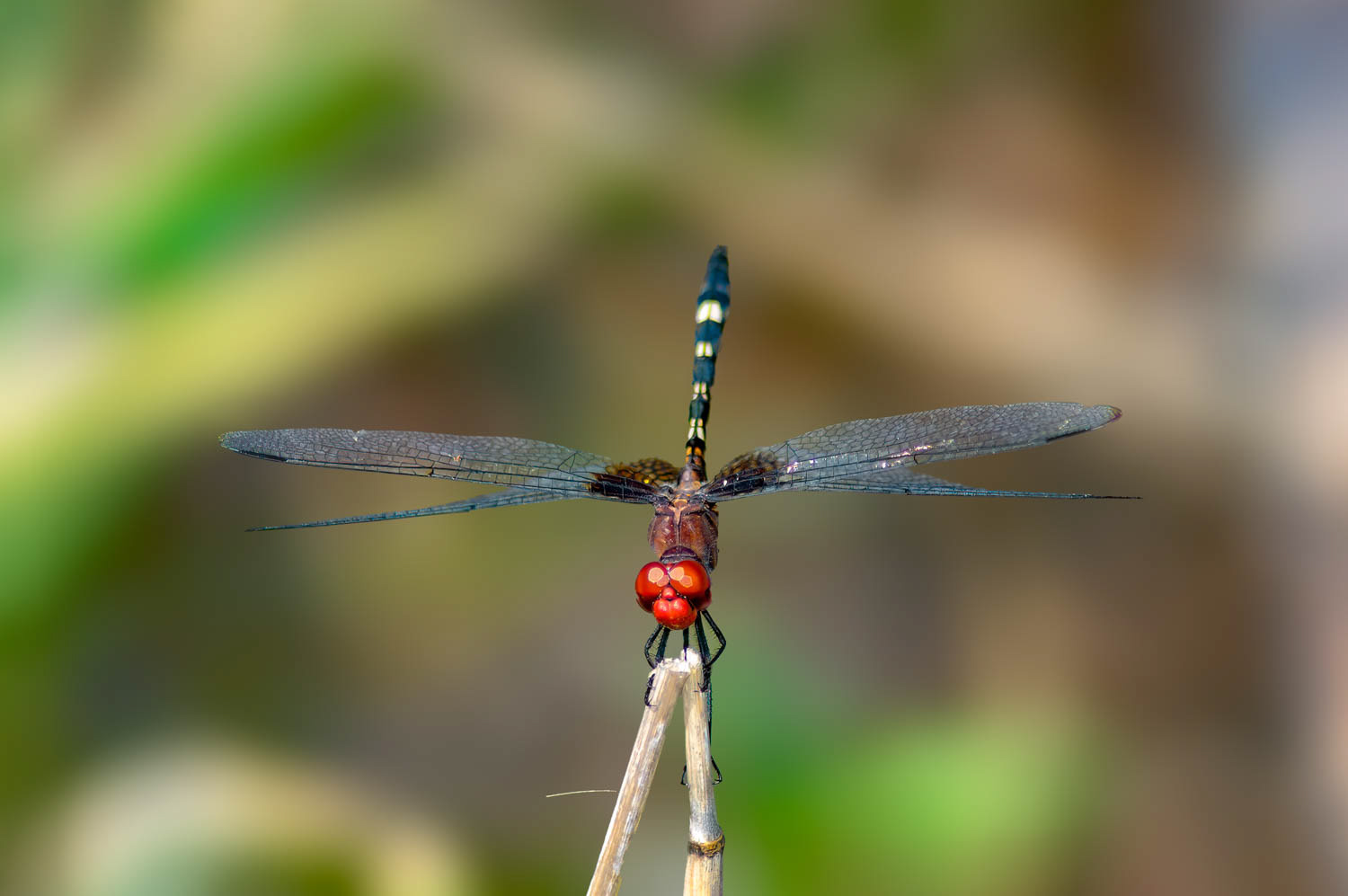 Checkered Setwing (Dythemis fugax) Male