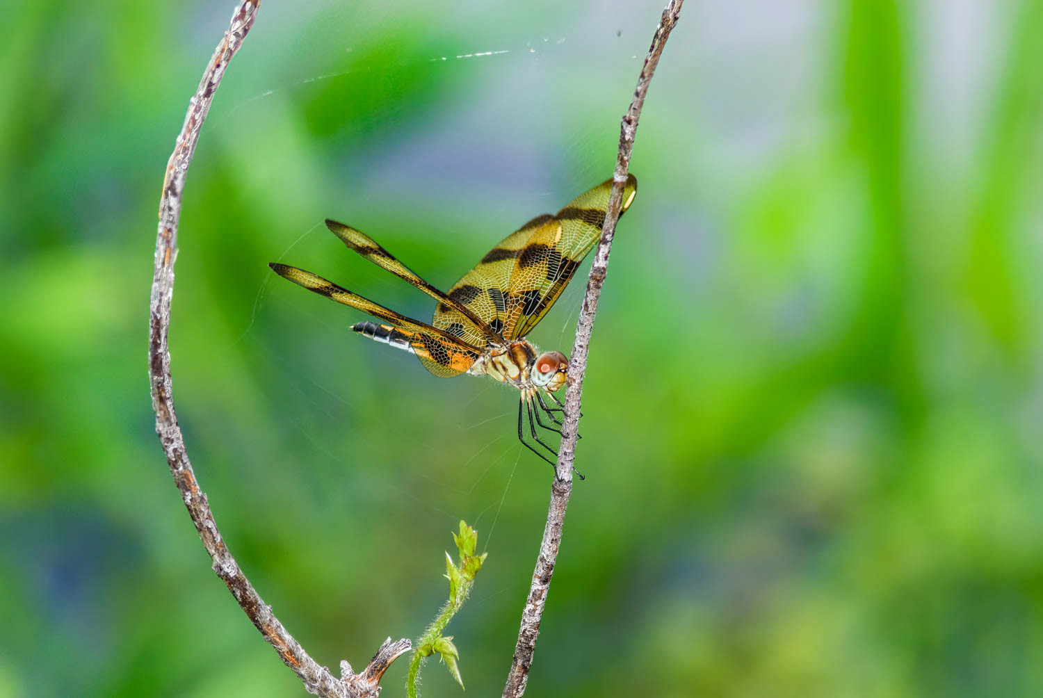 Halloween Pennant (Celithemis eponina)