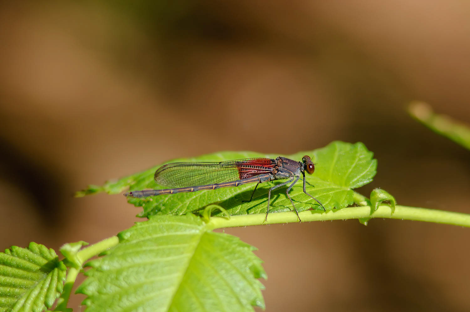 American Rubyspot (Hetaerina americana)