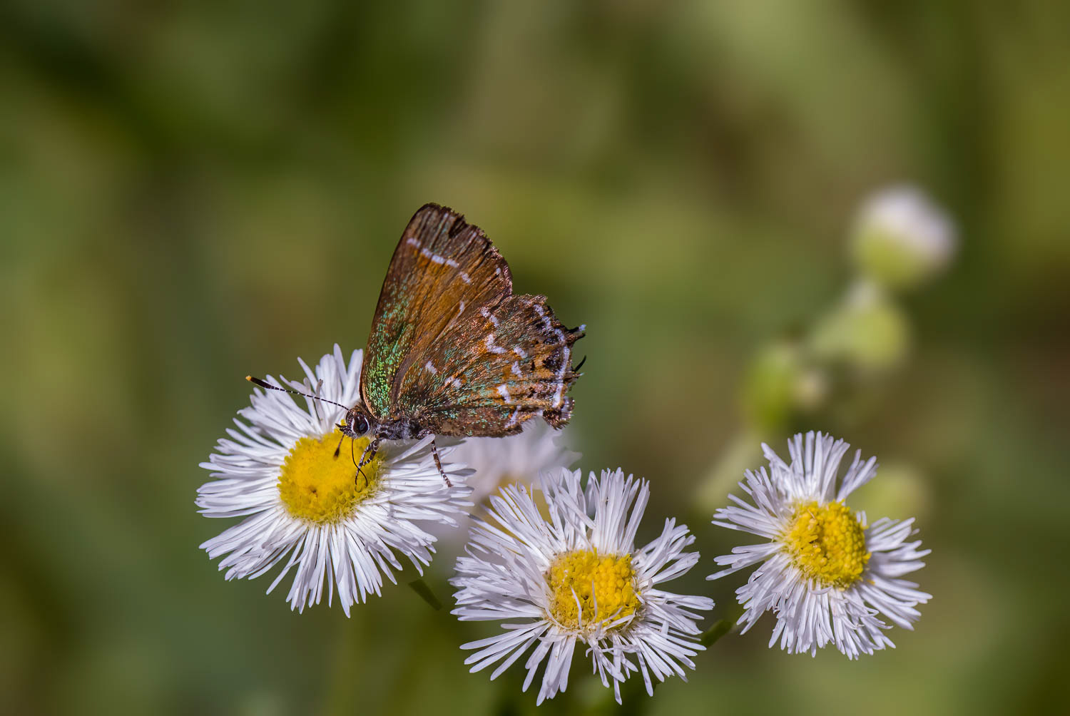 Juniper Hairstreak (Callophrys gryneus)