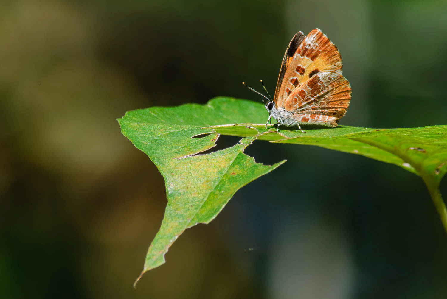 Harvester (Feniseca tarquinius )