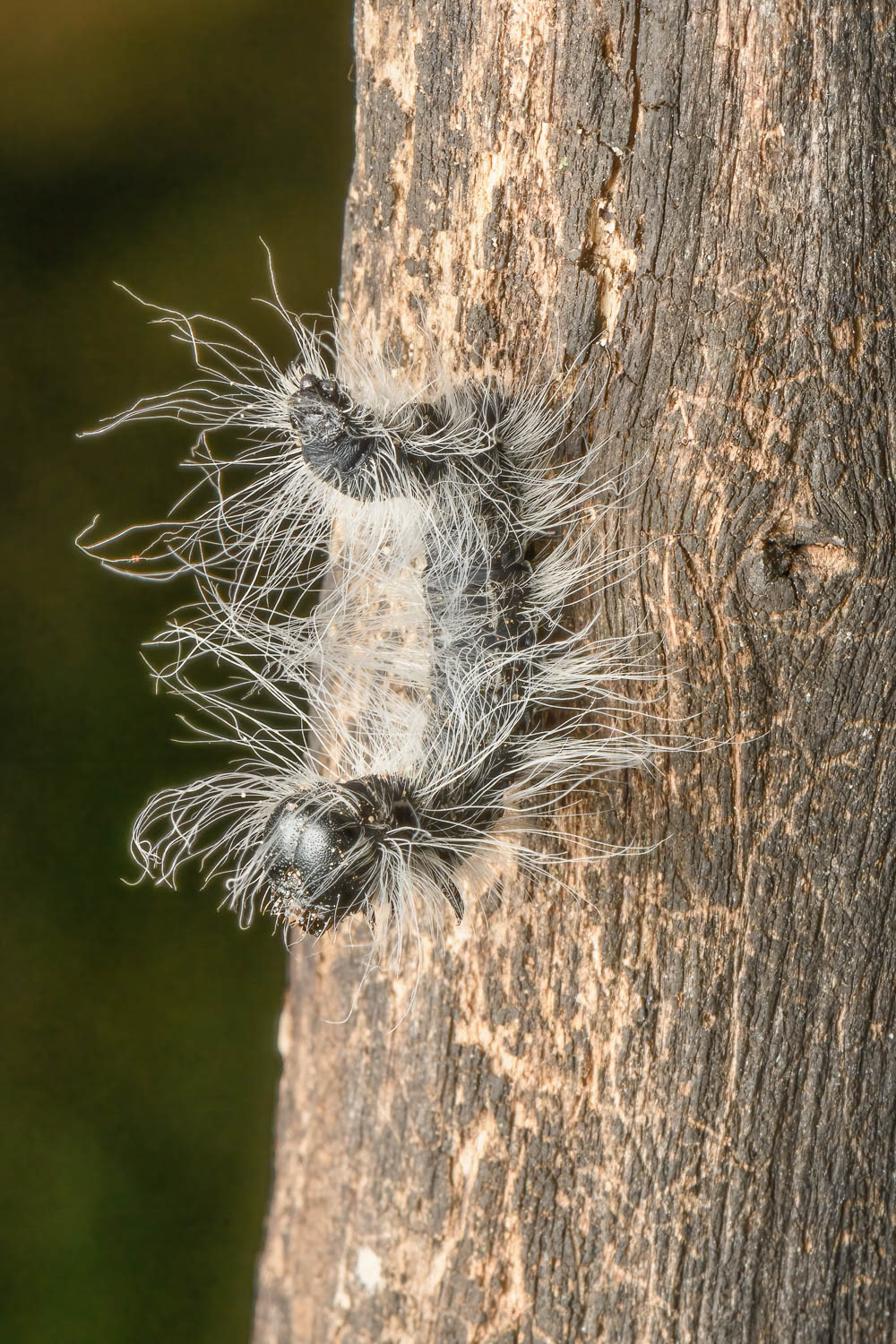 Walnut Moth (Datana integerrima)