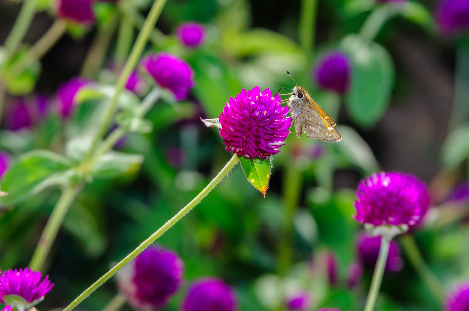 Eufala Skipper (Lerodea eufala)