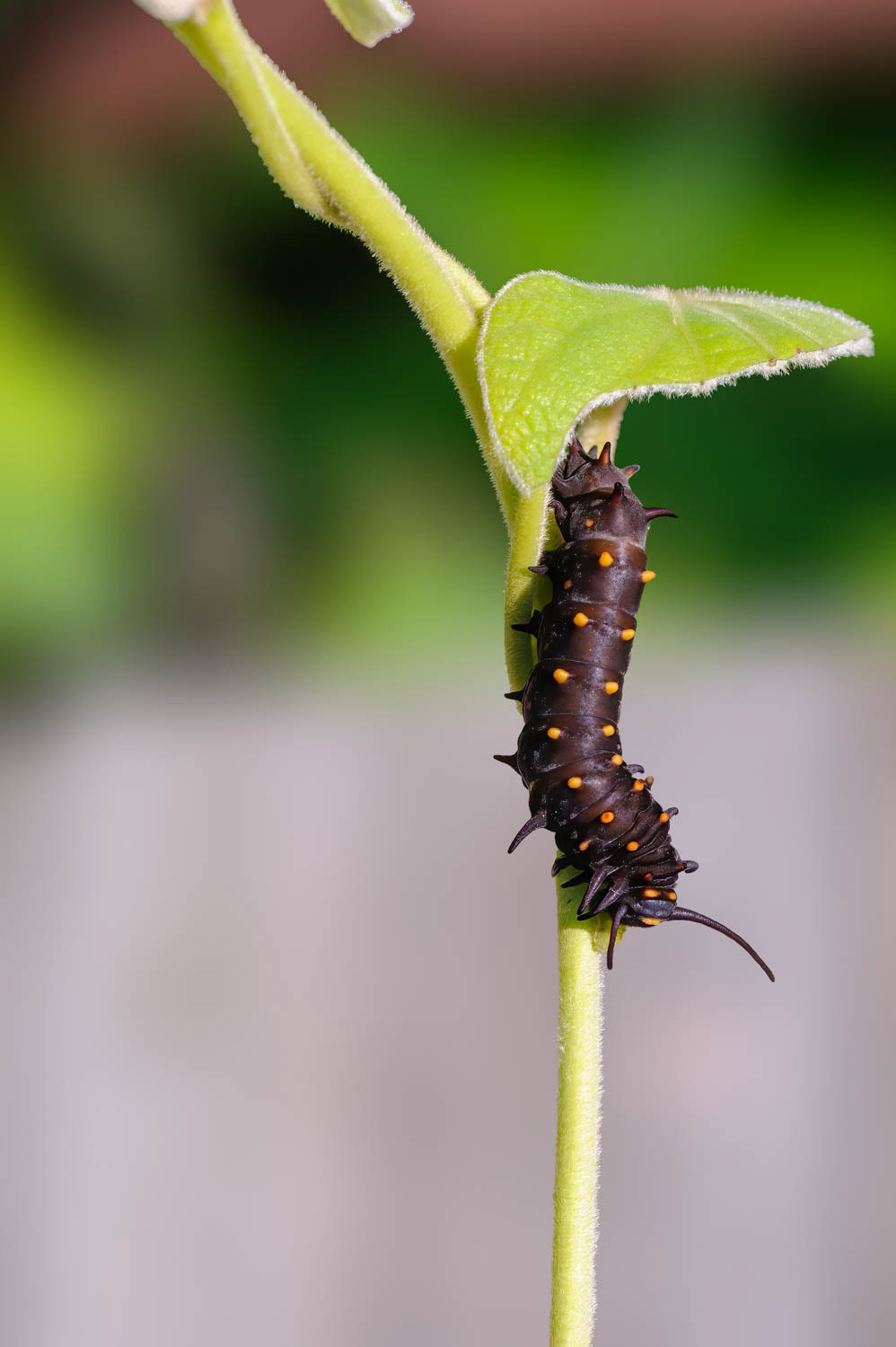 Pipevine Swallowtail Caterpillar (Battus philenor)