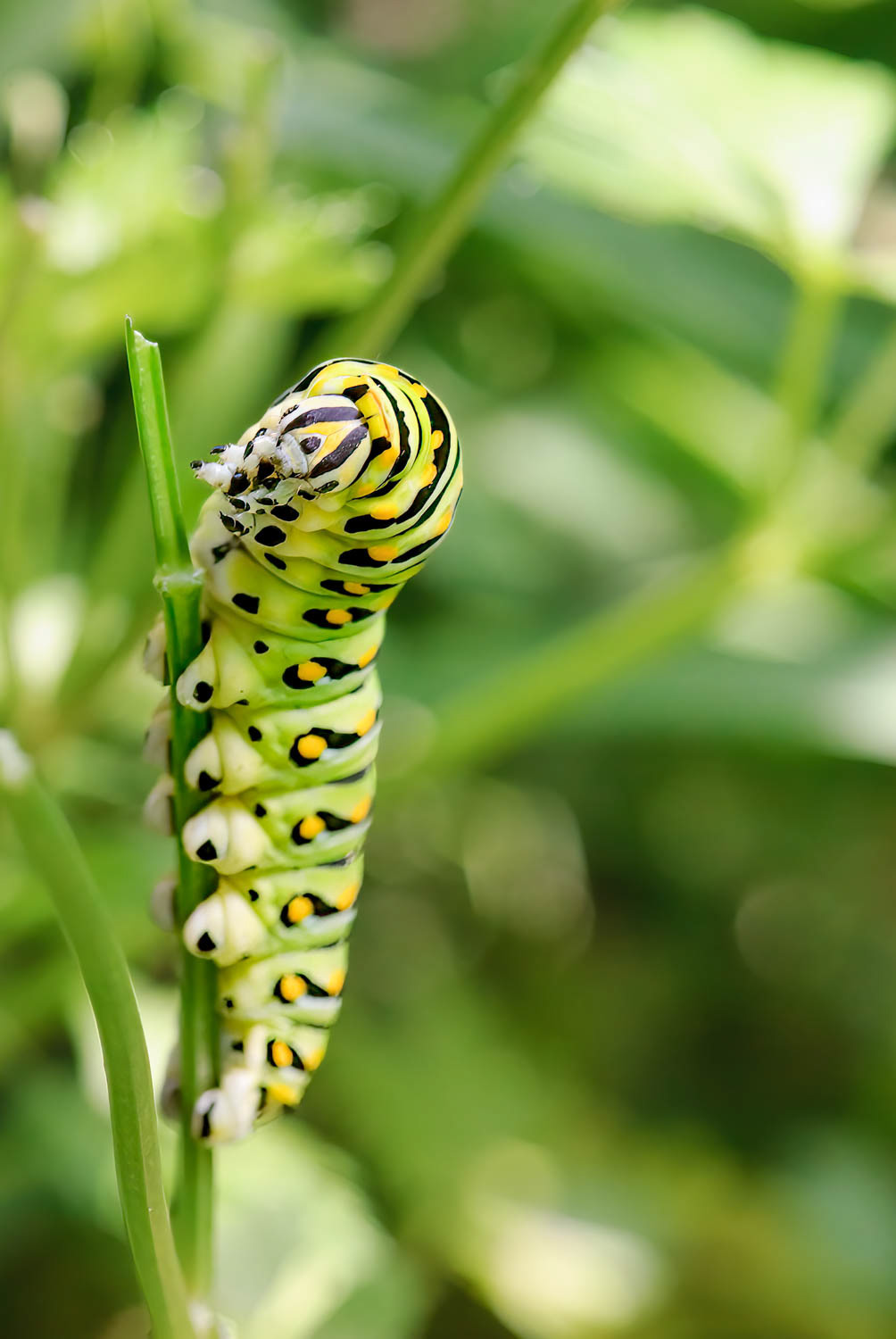 Black Swallowtail Caterpillar (Papilio polyxenes)