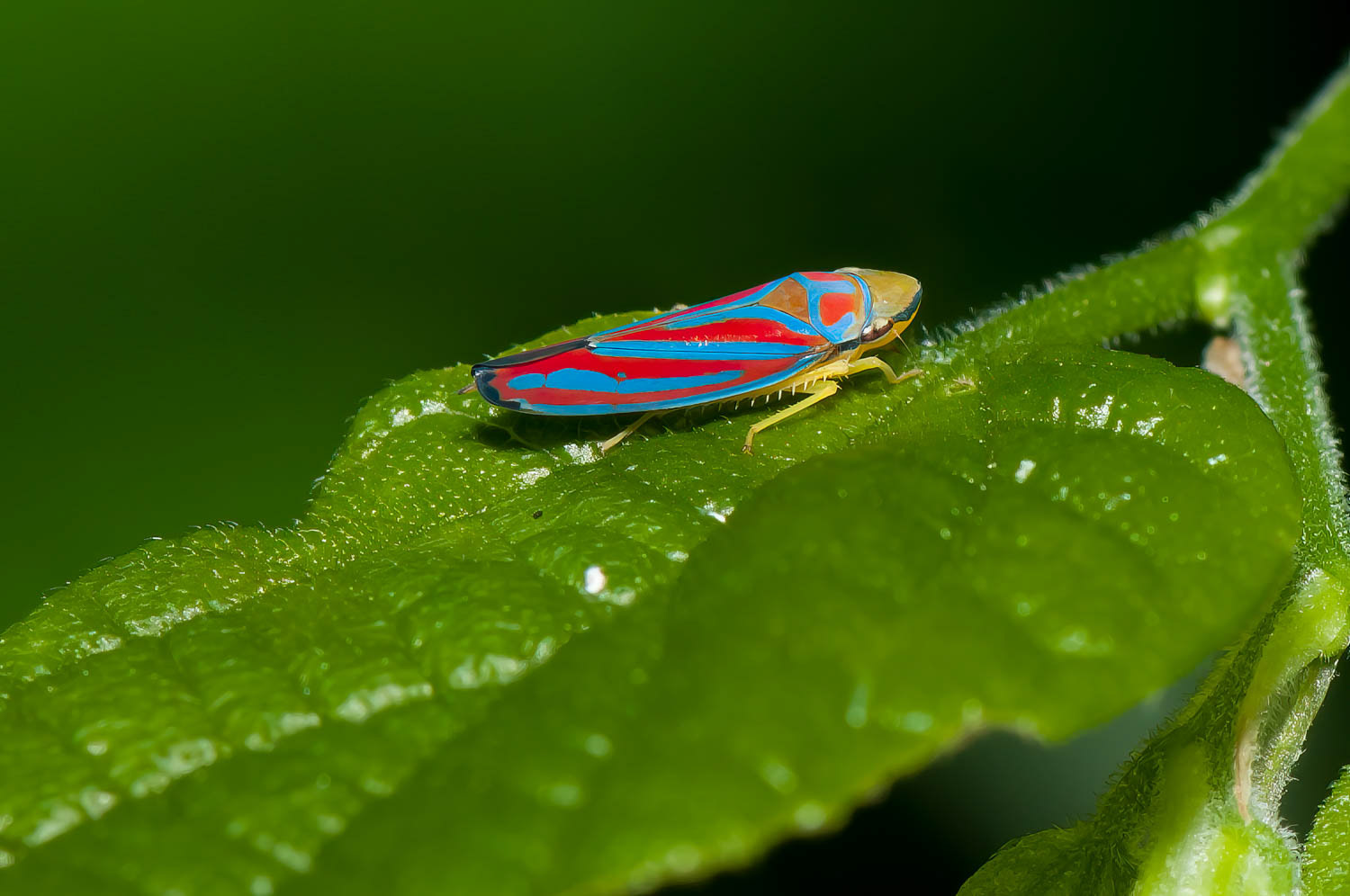 Red-banded Leafhopper (Graphocephala coccinea)