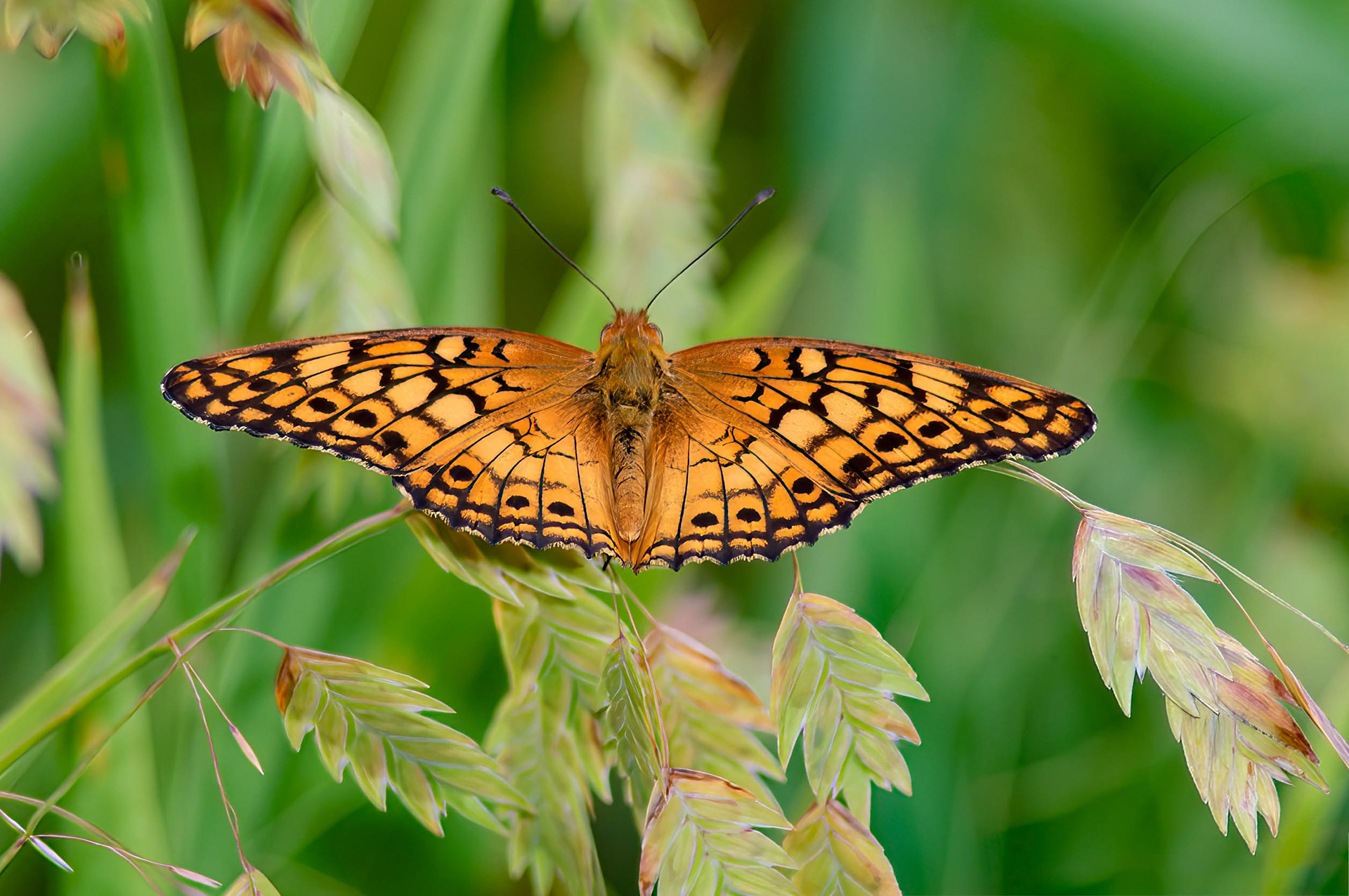 Variegated Fritillary