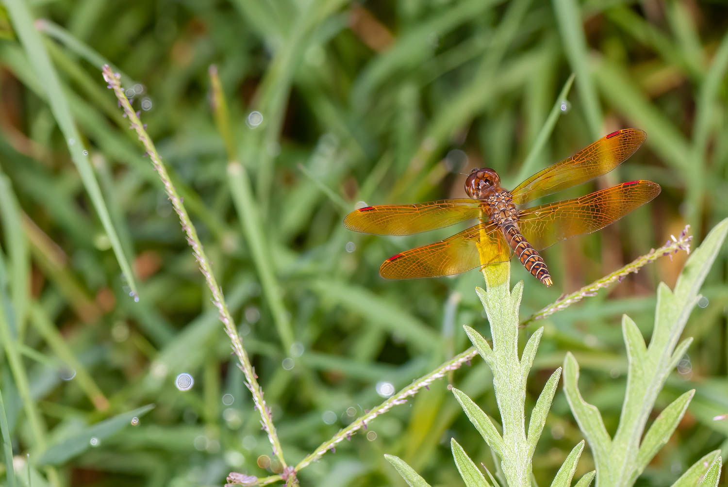 Eastern Amberwing (Perithemis tenera)