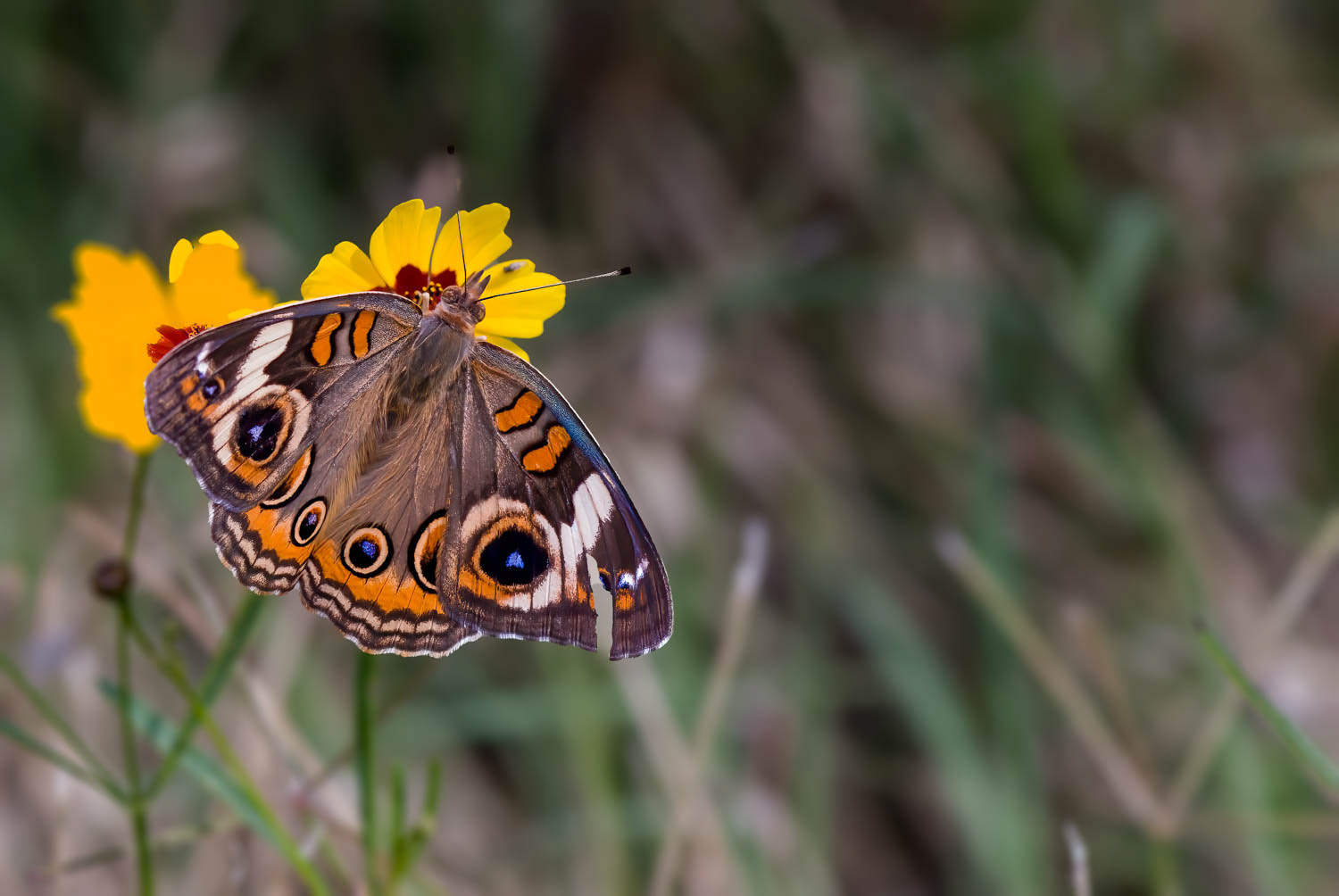 Common Buckeye (Junonia coenia Hübner)