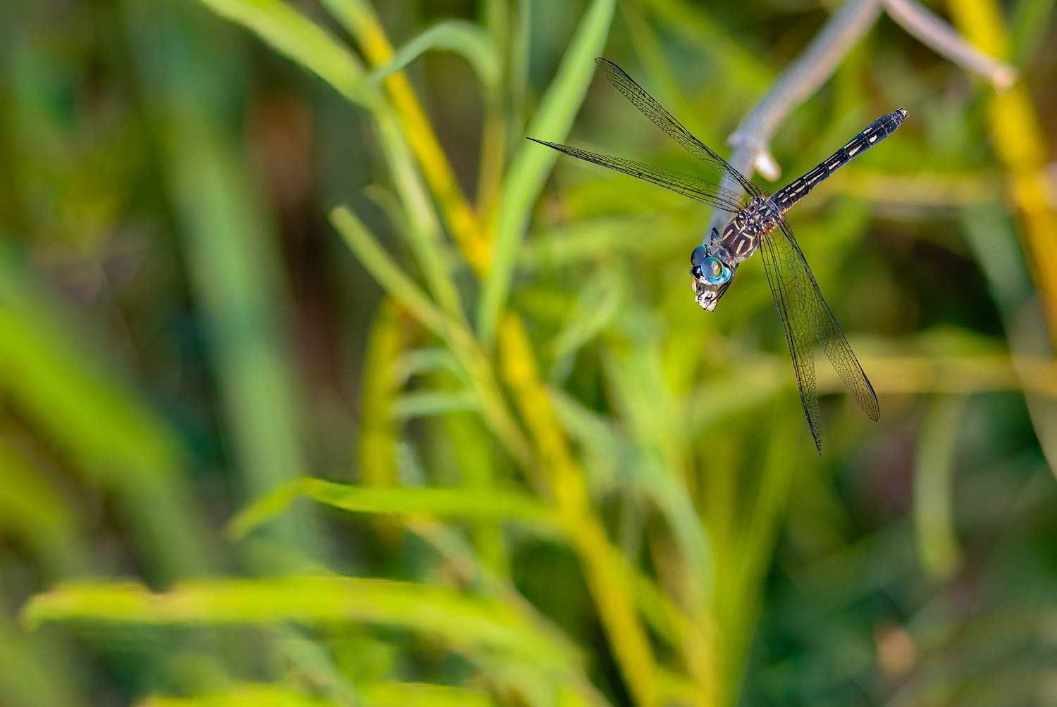 Blue Dasher (Pachydiplax longipennis) Female