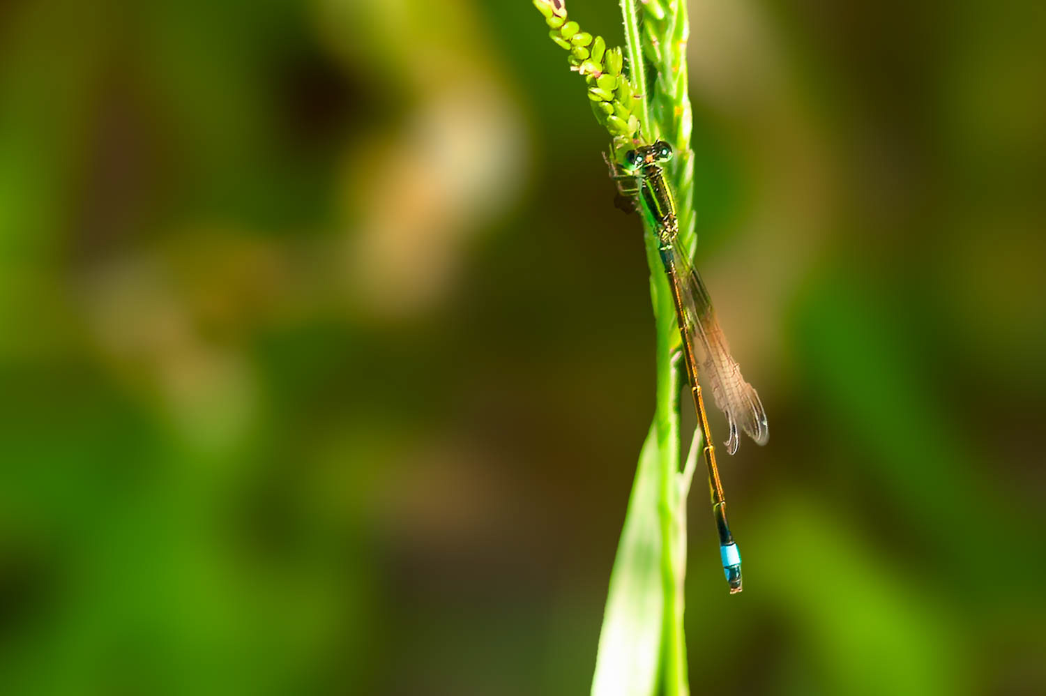 Ramburs Forktail Male (Ischnura Ramburii)