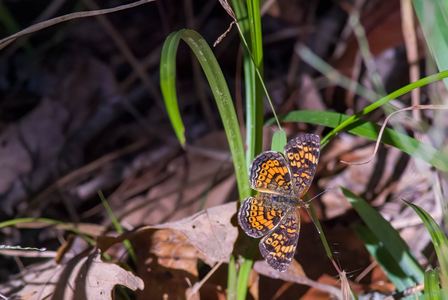 Pearl Crescent (Phyciodes tharos)