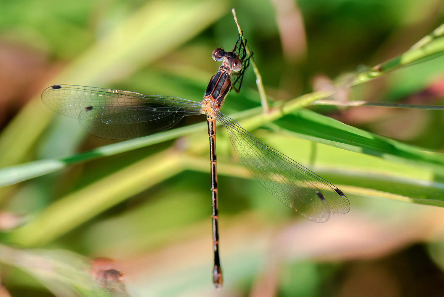 Southern Spreadwing (Lestes australis)
