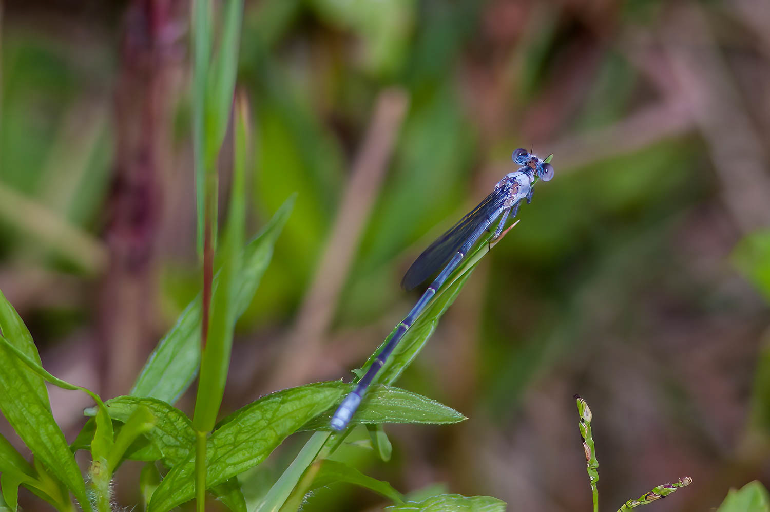 Powdered Dancer (Argia moesta) Male