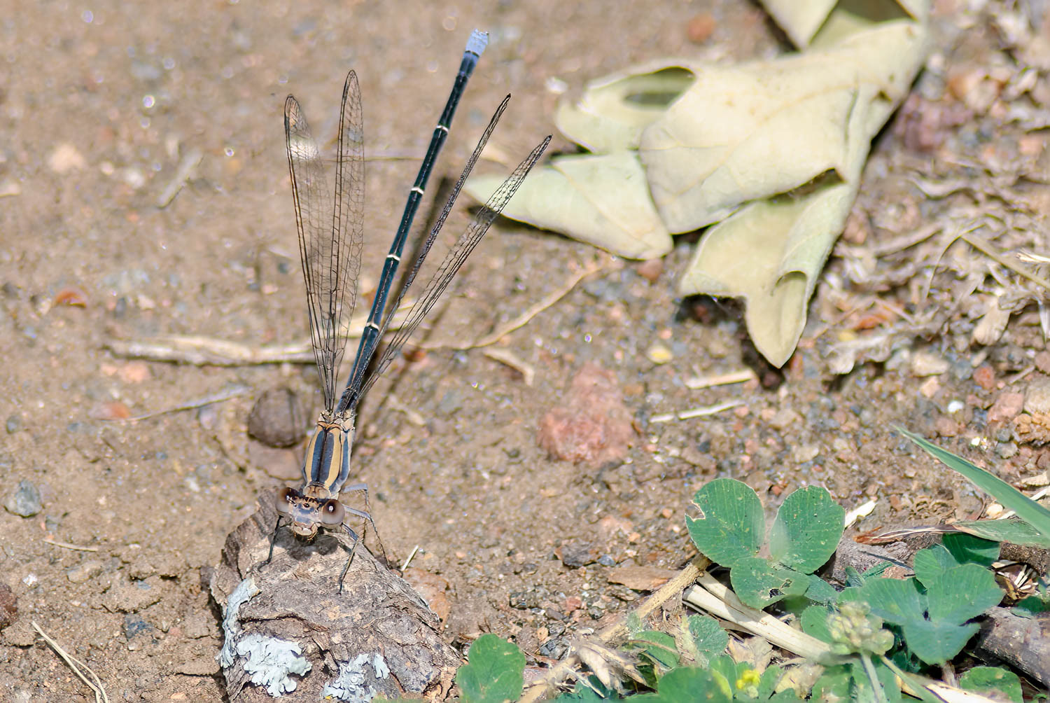 Blue-tipped Dancer (Argia tibialis) Female