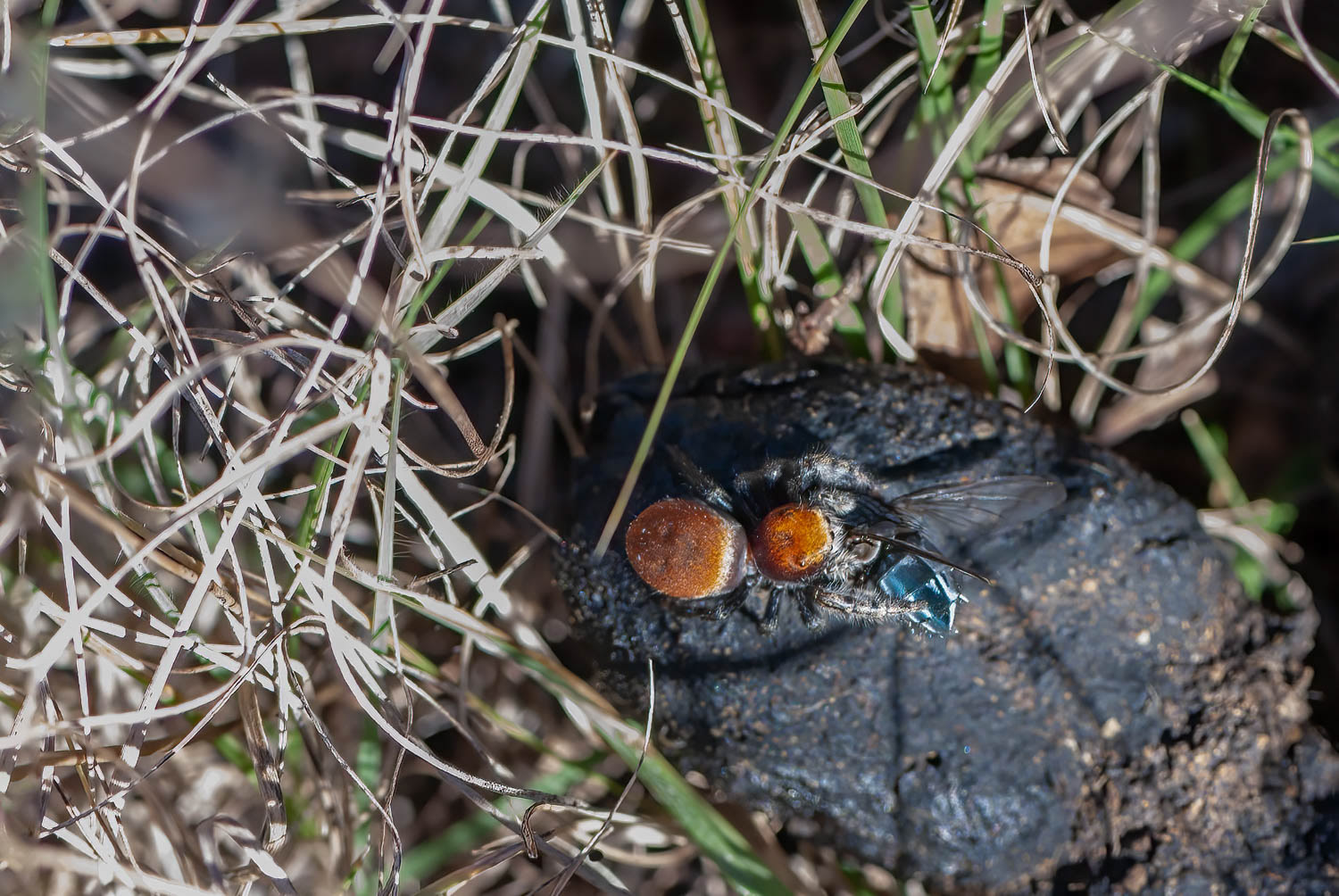 Red Jumping Spider (Phidippus spp)
