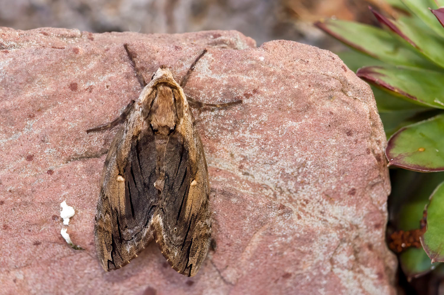 Elm Sphinx (Ceratomia amyntor)