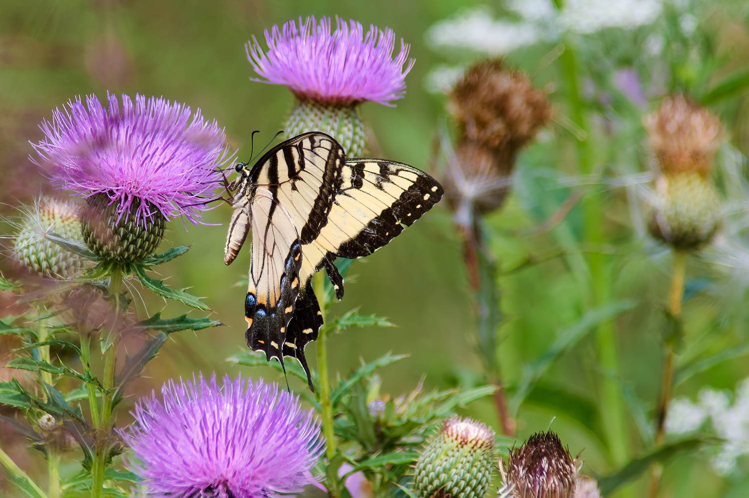 Eastern Tiger Swallowtail (Pterourus glaucus)