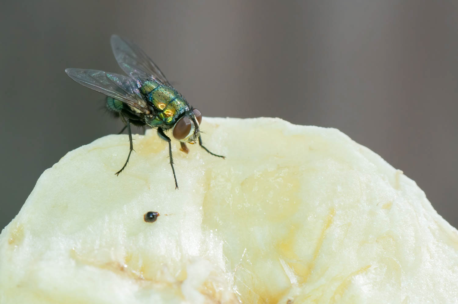 Green Bottle Flies