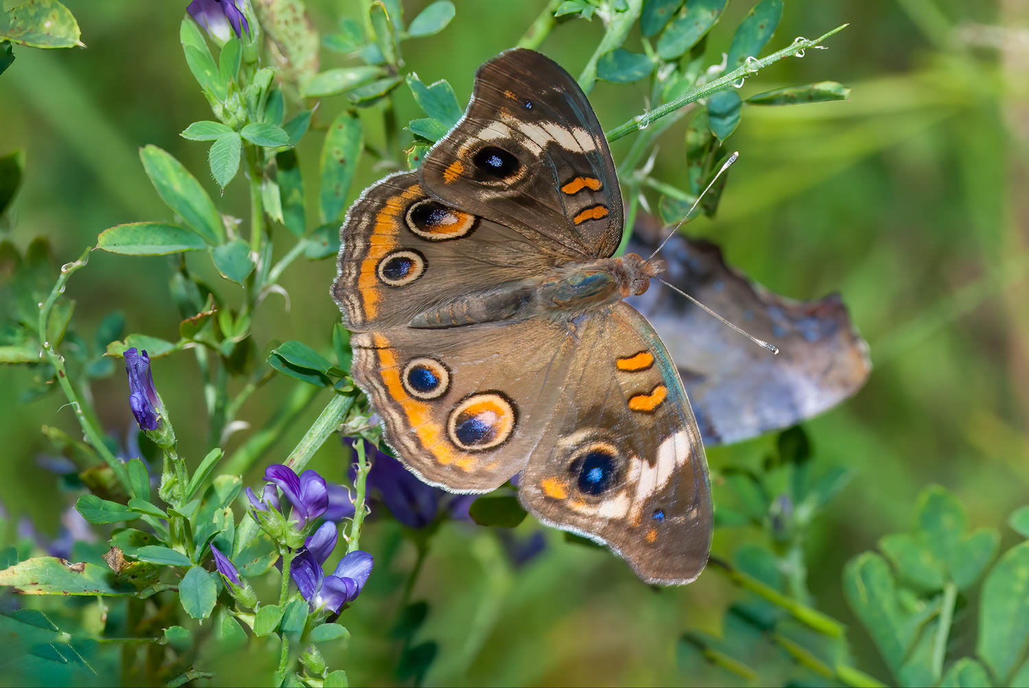 Common Buckeye (Junonia coenia Hübner)
