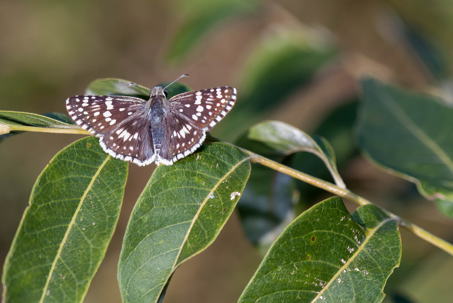 Checkered Skipper (Burnsius communis)
