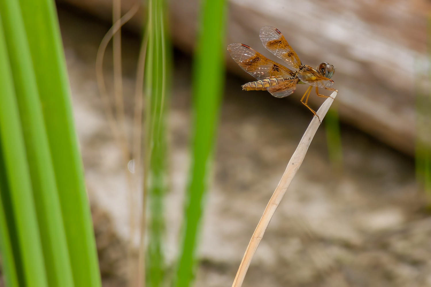 Eastern Amberwing (Perithemis tenera)