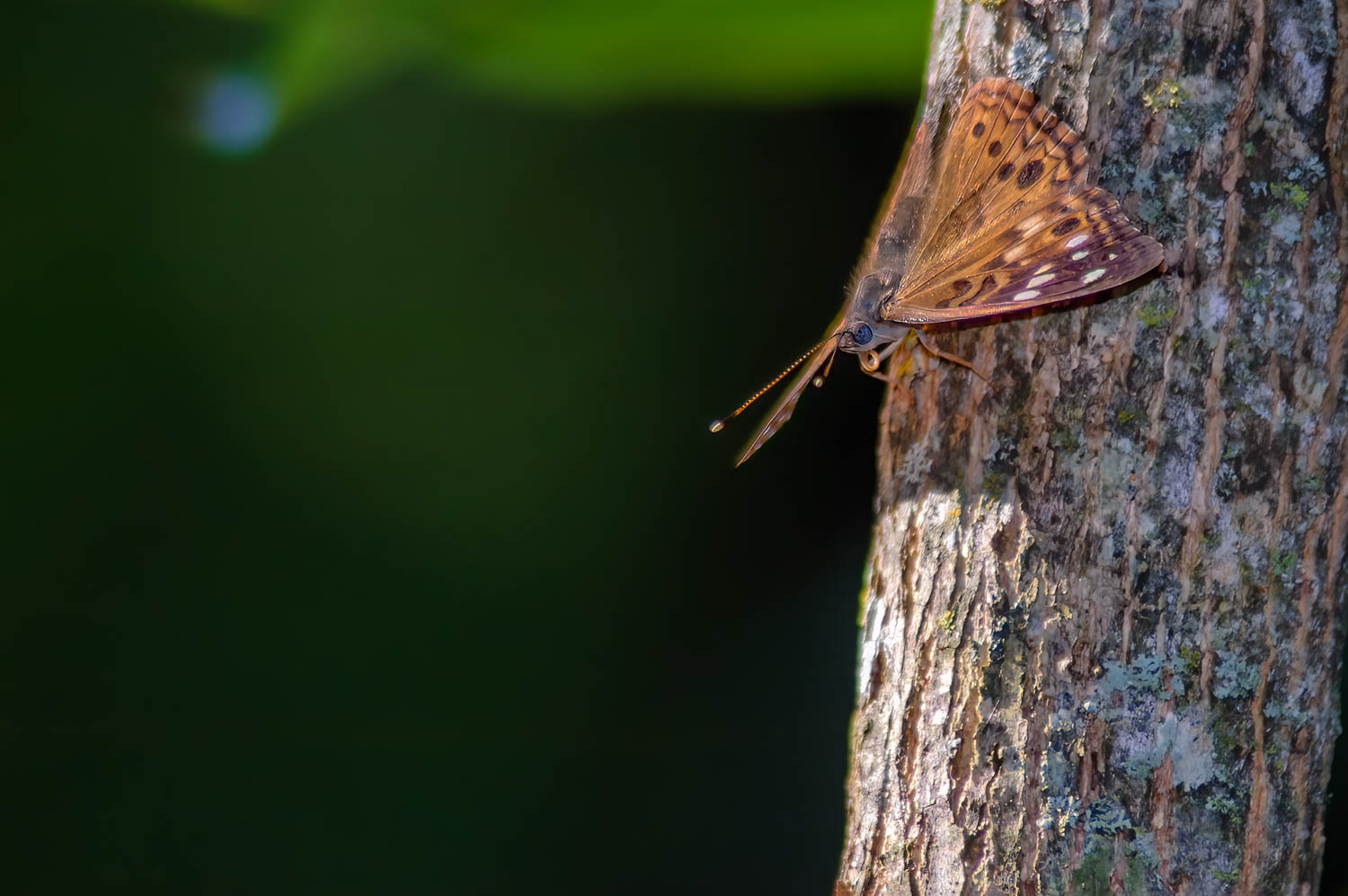 Hackberry Emperor (Asterocampa celtis)