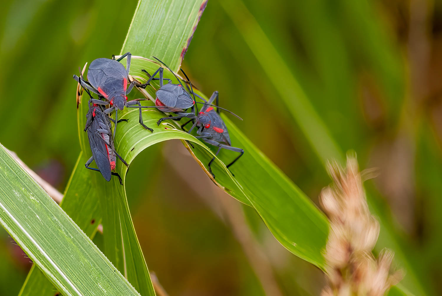 Red-shouldered Bug (Jadera haematoloma)