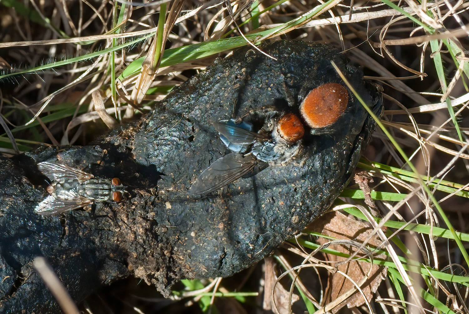Red Jumping Spider (Phidippus spp)