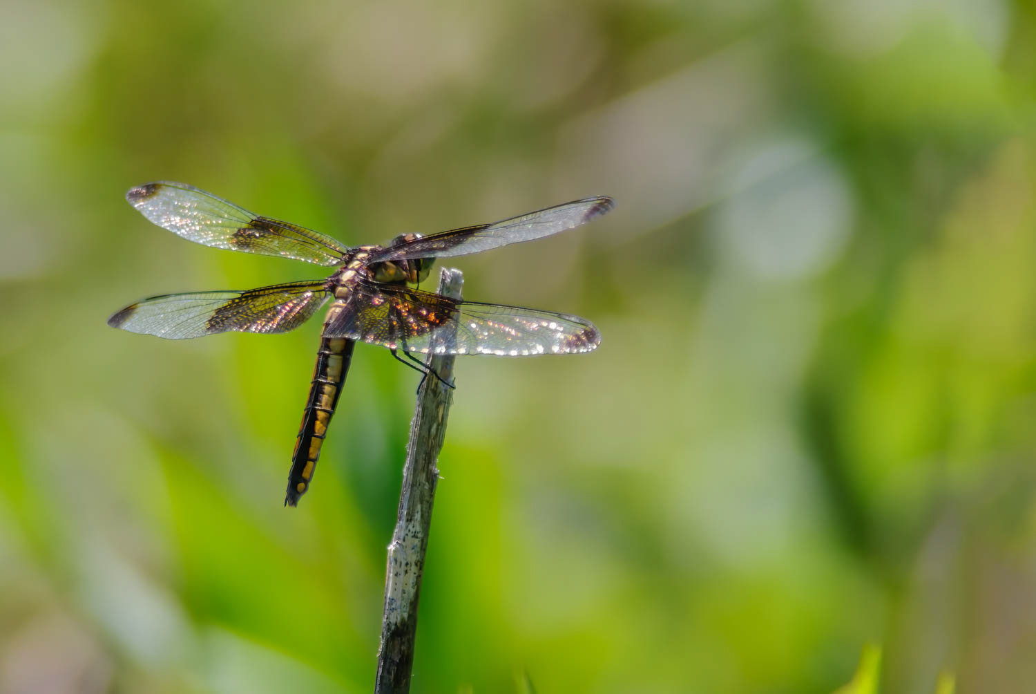 Widow Skimmer (Libellula luctuosa) Female