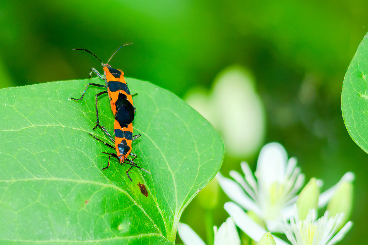 Large Mikjweed Bug (Oncopeltus fasciatys