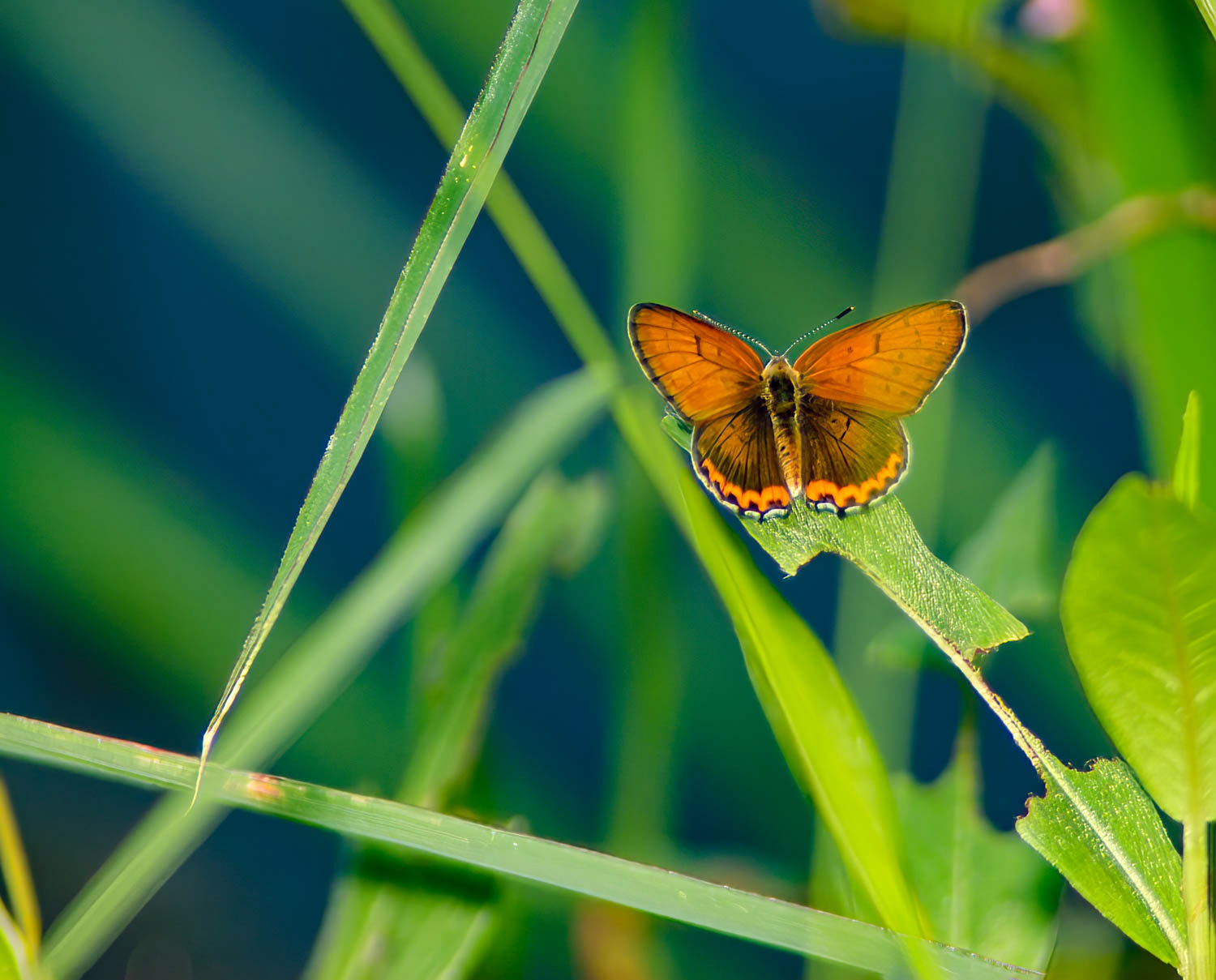 Bronze Copper (Lycaena hyllus)