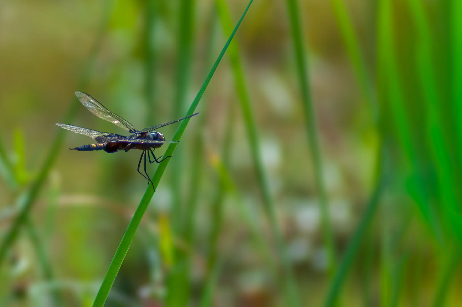 Black Saddlebags (Tramea lacerata)