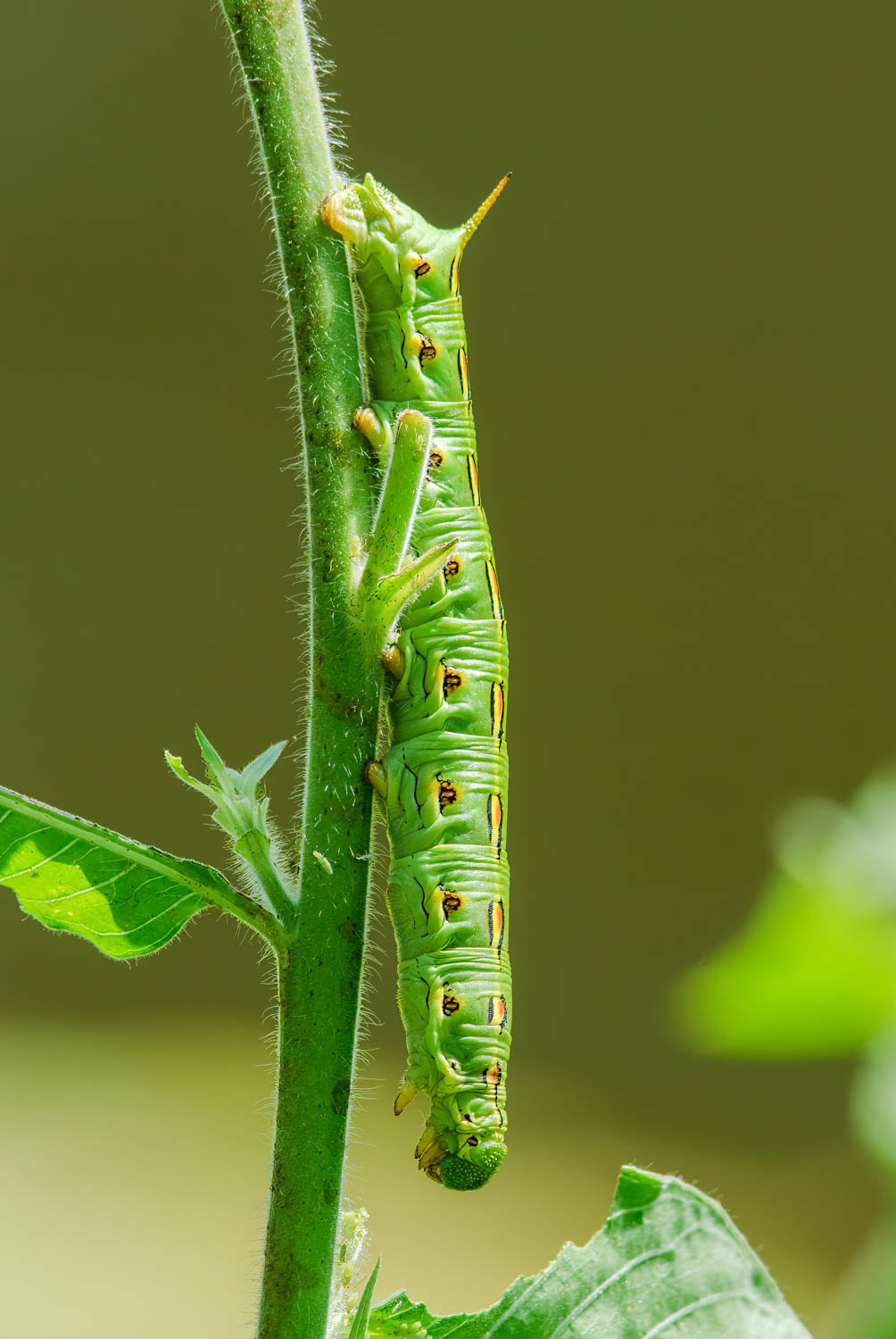 White-lined Sphinx Moth (Hyles lineata)