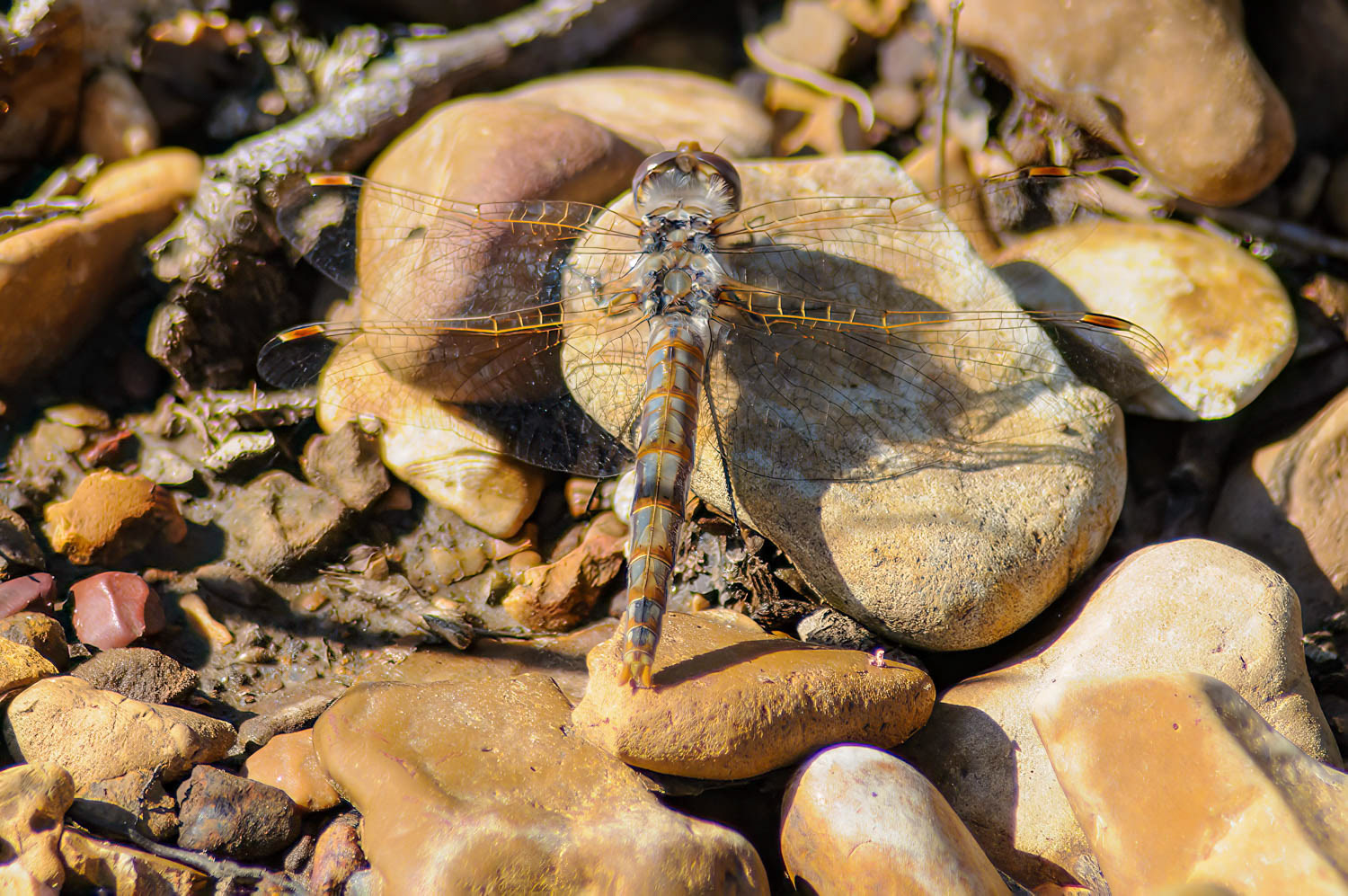 Variegated Meadowhawk (Sympetrum corruptum) Female