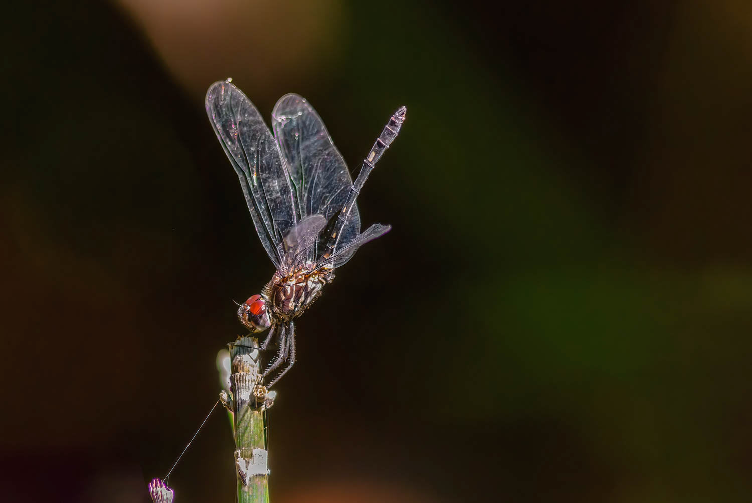 Swift Setwing (Dythemis velox)