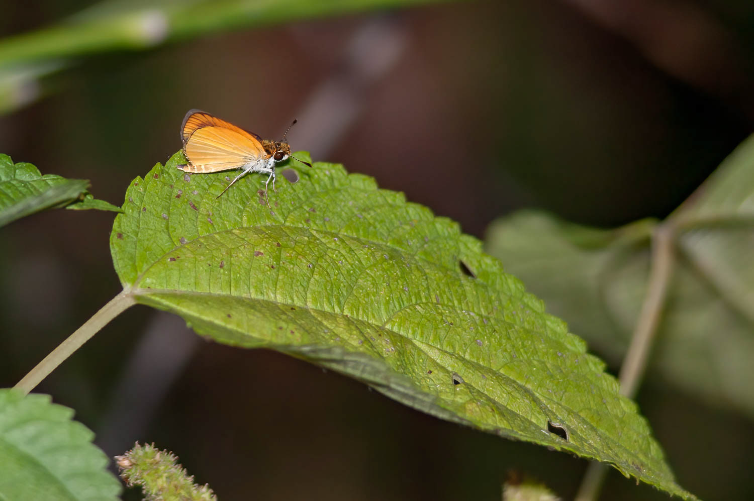 Least Skipper (Ancyloxypha numitor)