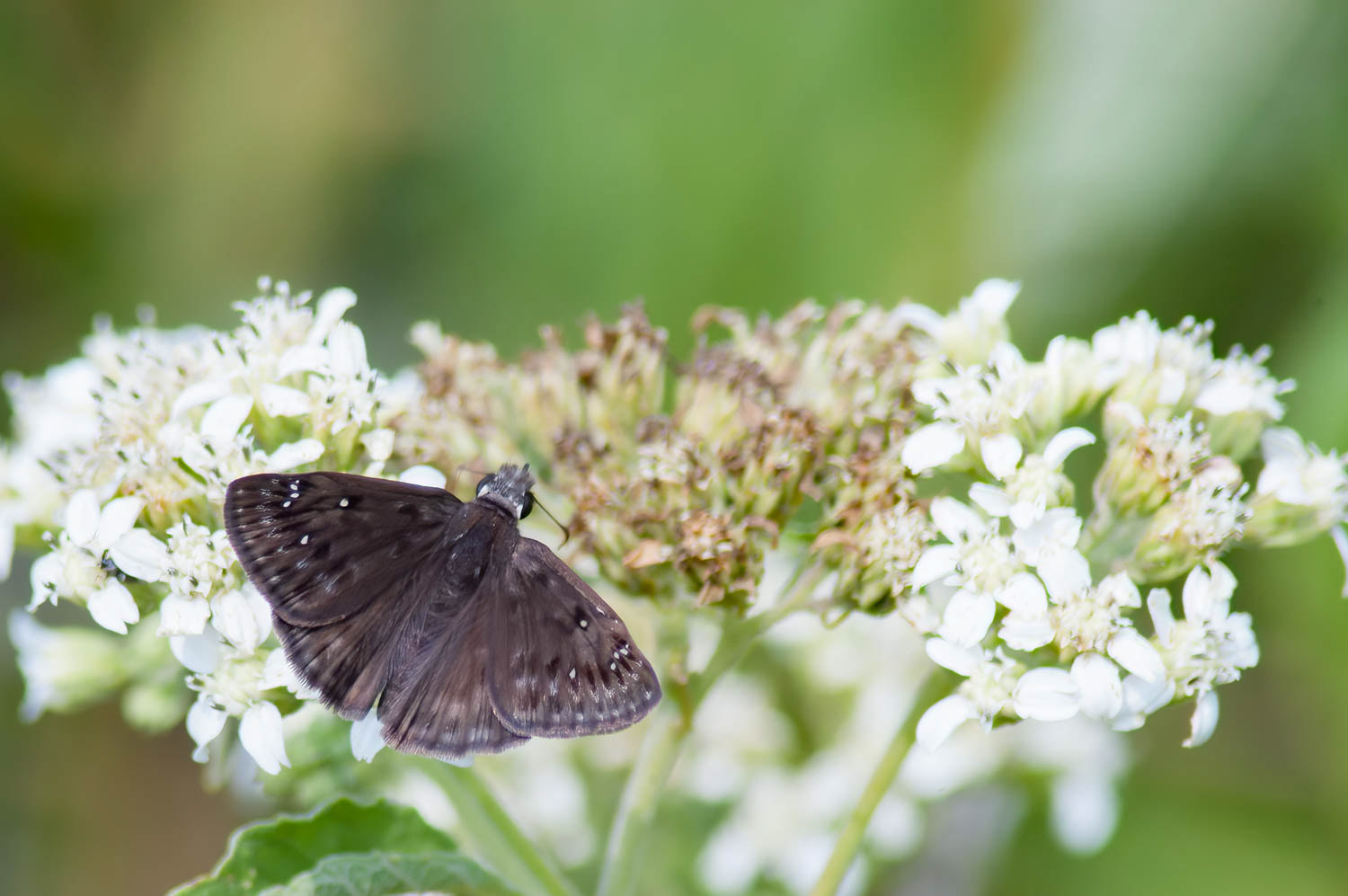 Common Sootywing (Pholisora catullus)