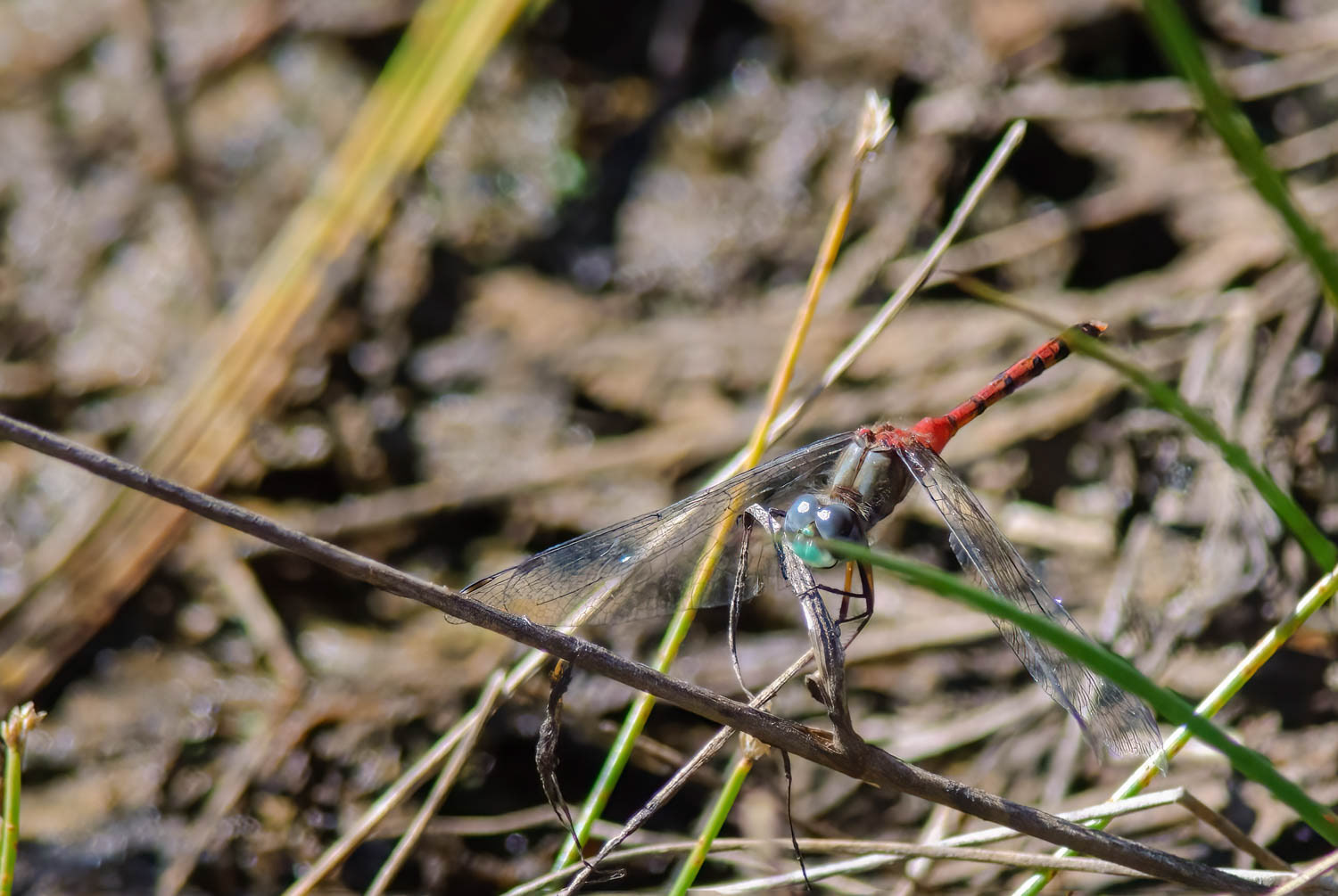 Yellow Legged Meadowhawk (Sympetrum vicinum)