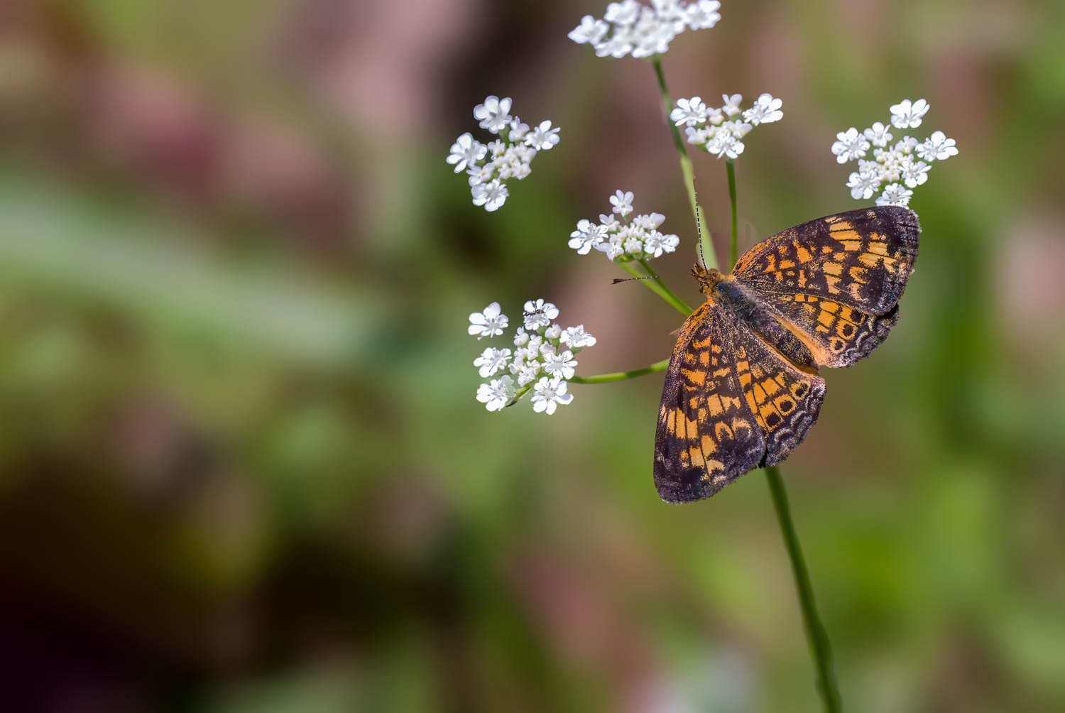 Pearl Crescent (Phyciodes tharos)