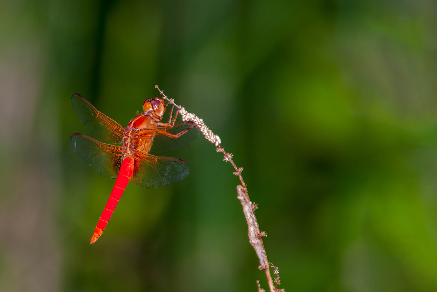 Neon Skimmer (Libellula croceipennis)