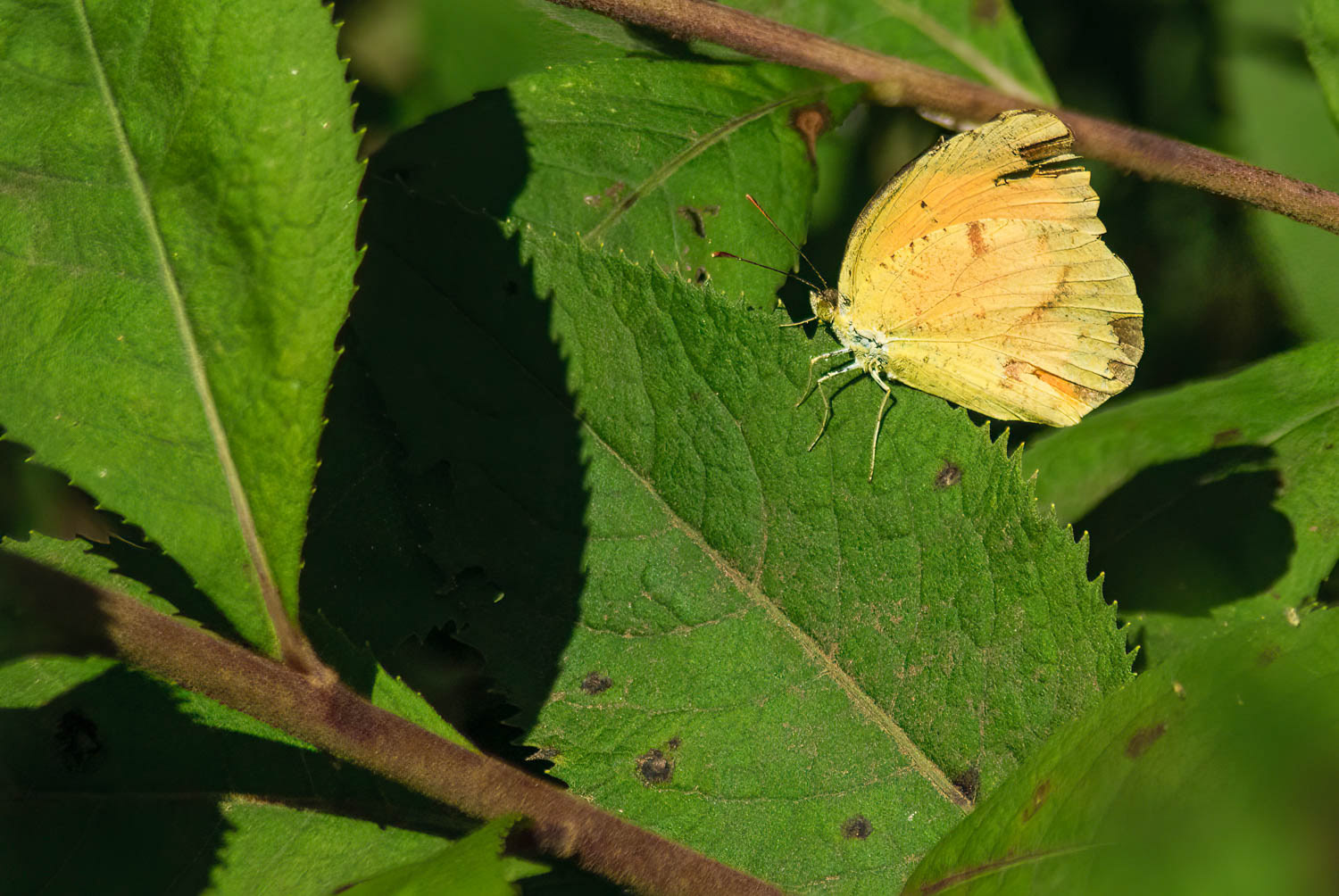 Little Yellow (Pyrisitia lisa)