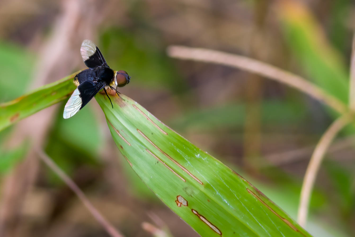 Bee Fly (Chrysanthrax cypris)