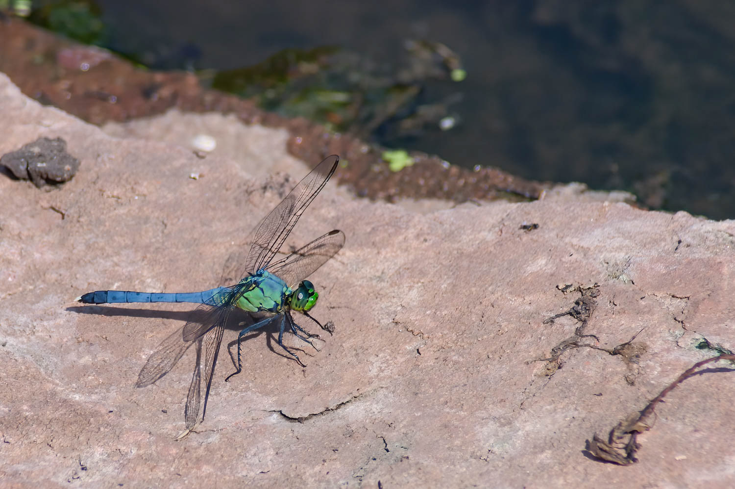 Eastern Pondhawk (Erythemis simplicicollis) Male